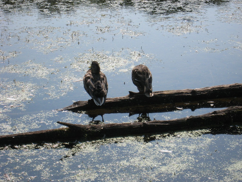 Michigans West Coast 2009 1515.jpg - Labor Day 2009. A trip along Michigans west coast to see beachs, art and buffets.